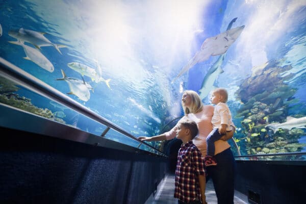 Things To Do In Noosa Aquarium